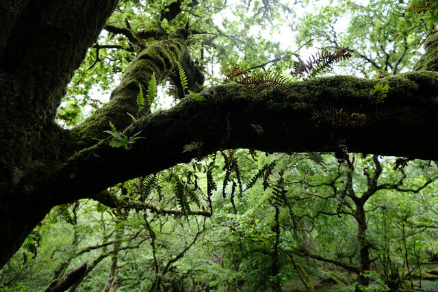 a mossy oak branch hung with ferns
